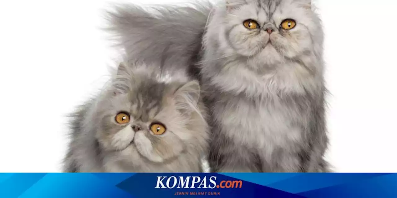 8 Ras Kucing Paling Kuno, Ada yang Telah Dibiakkan Sejak 4.000 Tahun