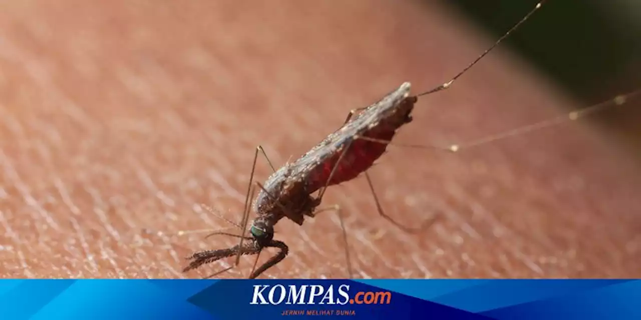 Mengenal Anopheles, Nyamuk Penyebab Penyakit Malaria