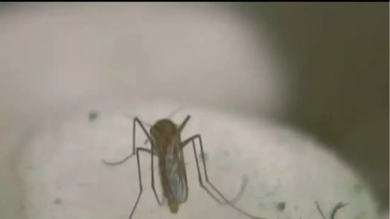 Texas reports first West Nile case of 2023 in Dallas County