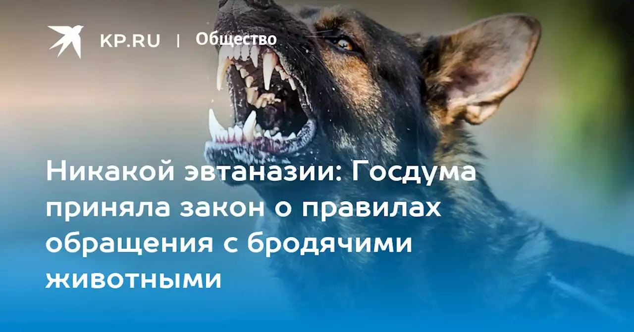 Никакой эвтаназии: Госдума приняла закон о правилах обращения с бродячими животными