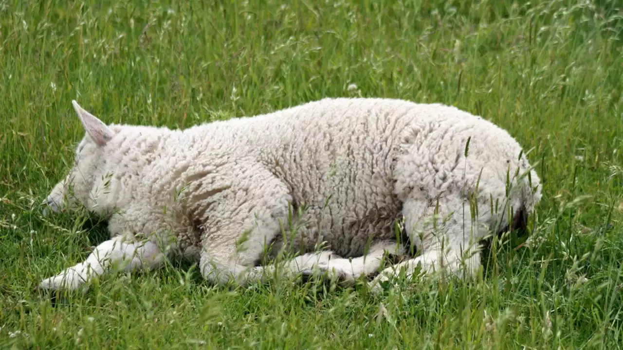 Ein Schaf ist umgefallen: „Tiere bitte schubsen“