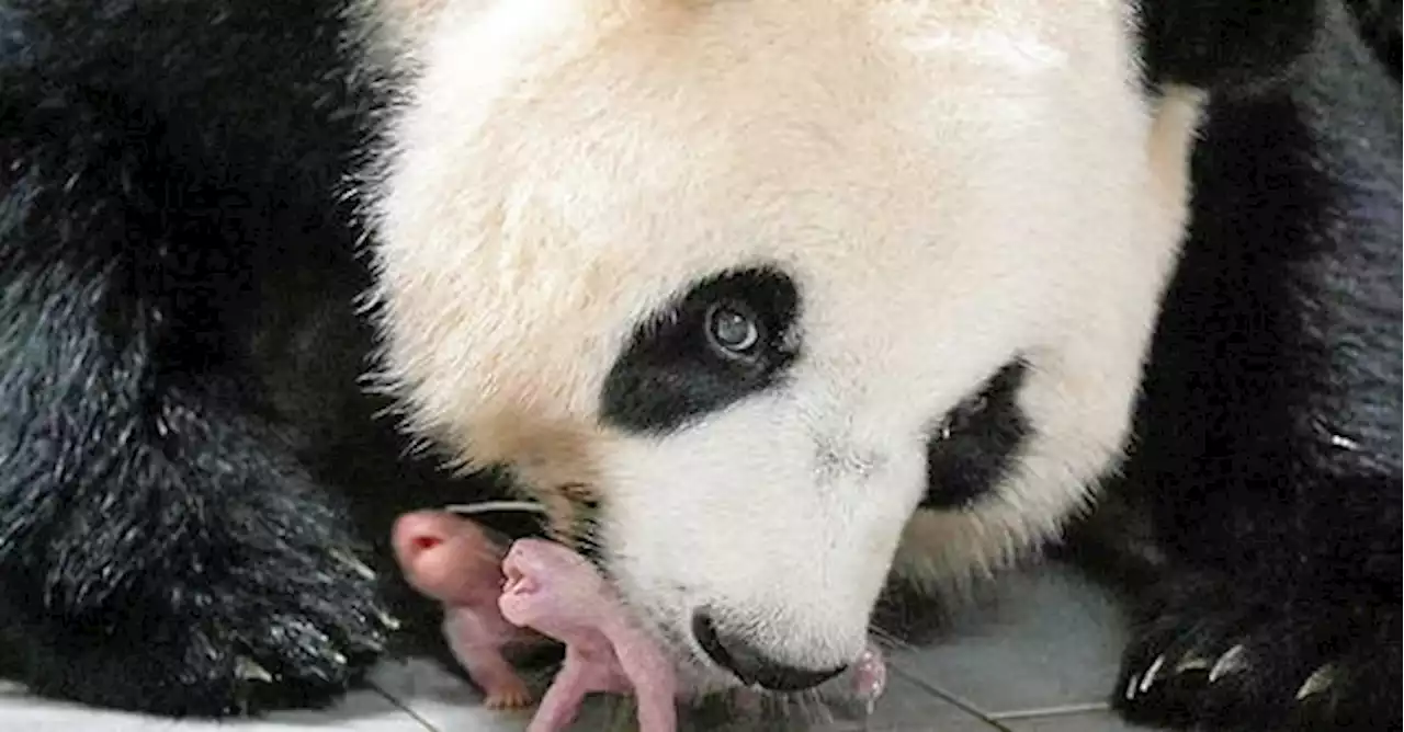 Corée du Sud : naissance exceptionnelle de bébés pandas géants jumeaux