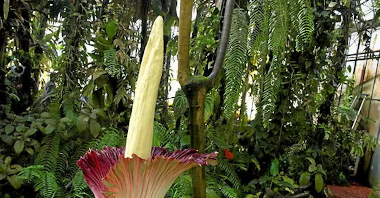 Le « pénis de Titan », la plus grande fleur au monde, a éclos près de Nancy