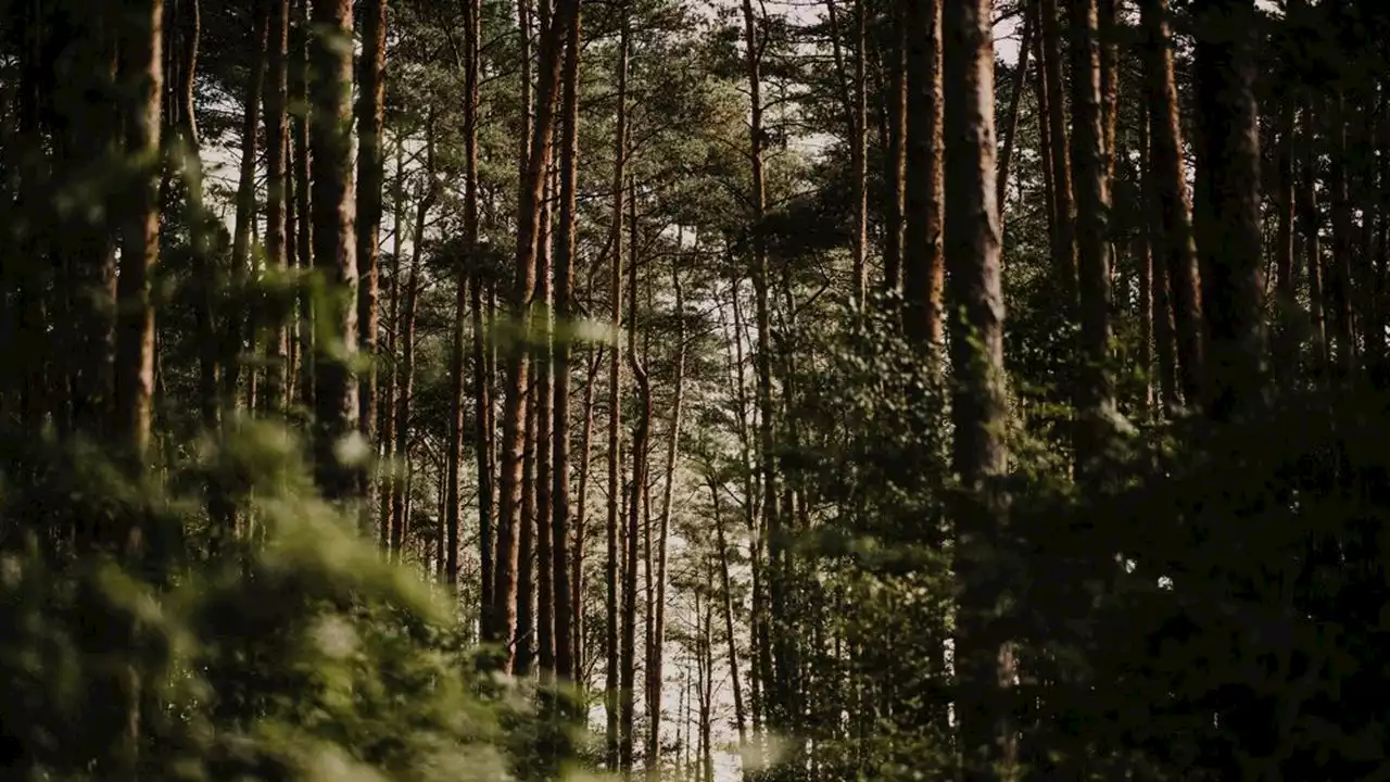 Le Parlement européen sauve la loi sur la restauration de la nature