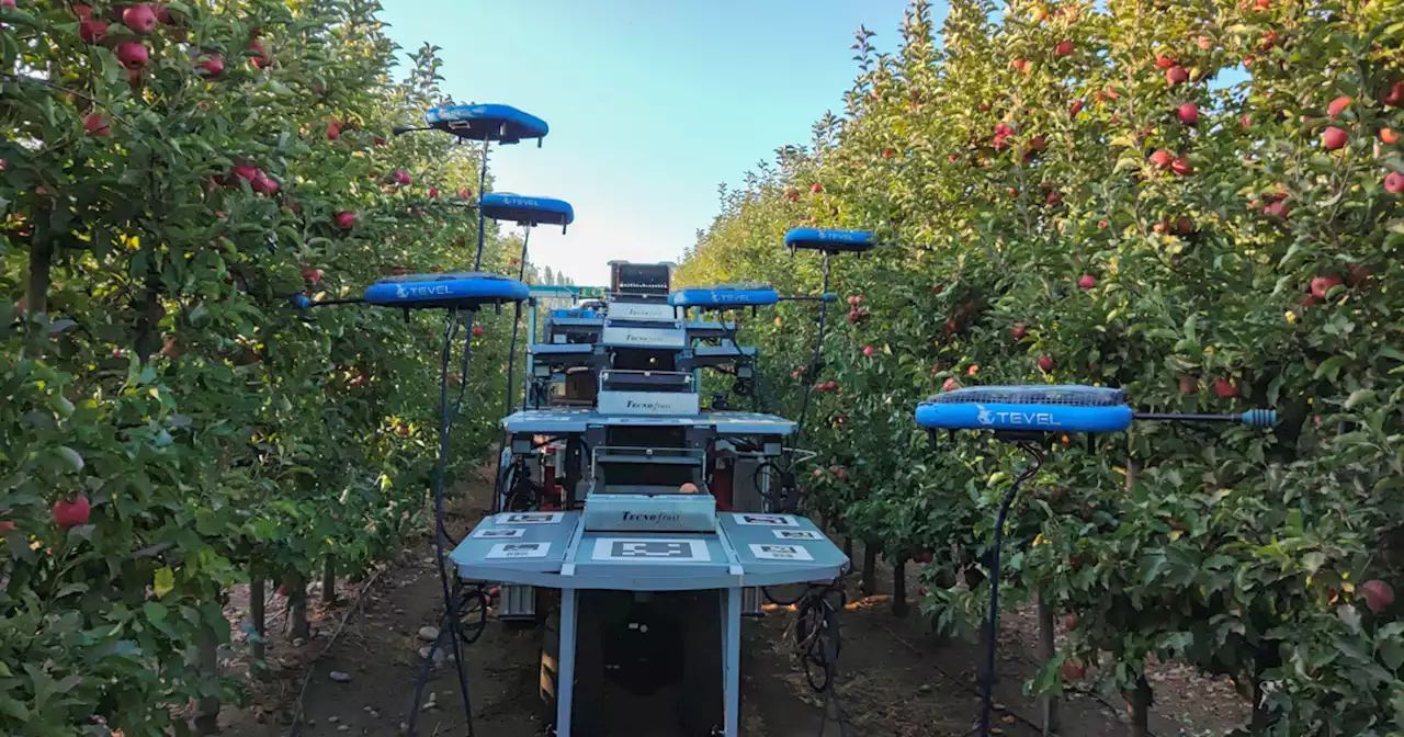 Ces robots alimentés par de l'IA assurent la récolte des fruits