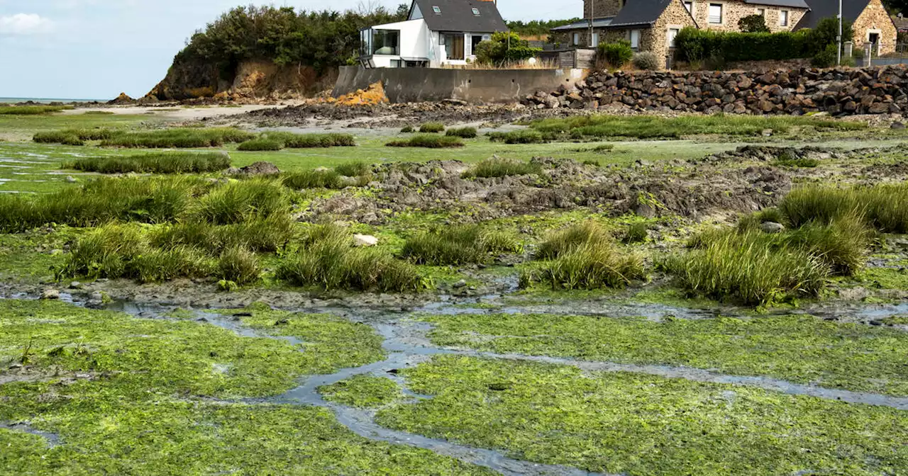 Algues vertes : à Hillion, «on ne peut plus mettre les pieds à la plage»