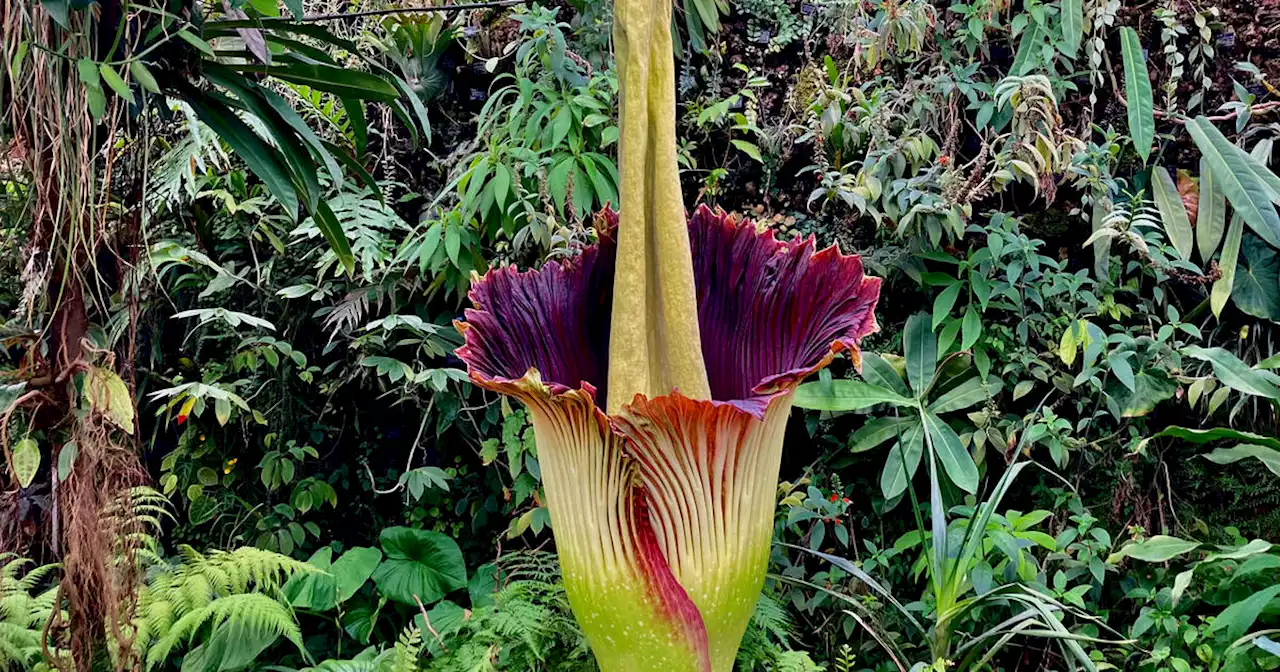 Un «pénis de Titan», plus grande fleur du monde, a éclos près de Nancy