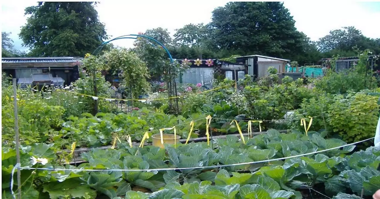 'Allotment Action Plan' could see certain plots become more expensive