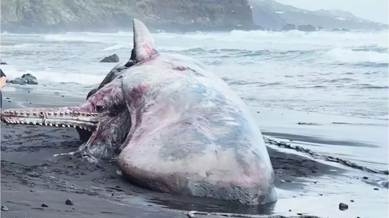 $500,000 chunk of 'floating gold' found in dead whale