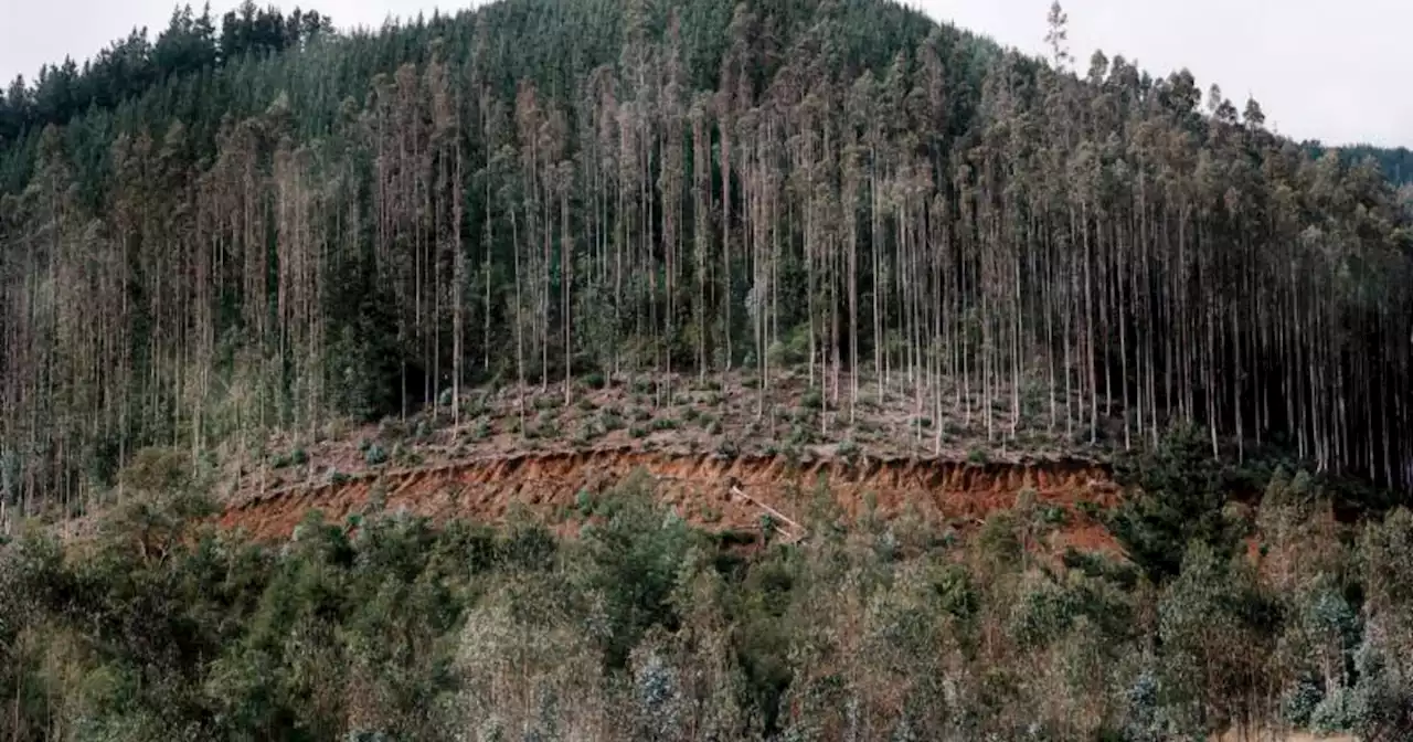 Des forêts secrètes et en danger envoûtent les Rencontres photographiques d'Arles 2022