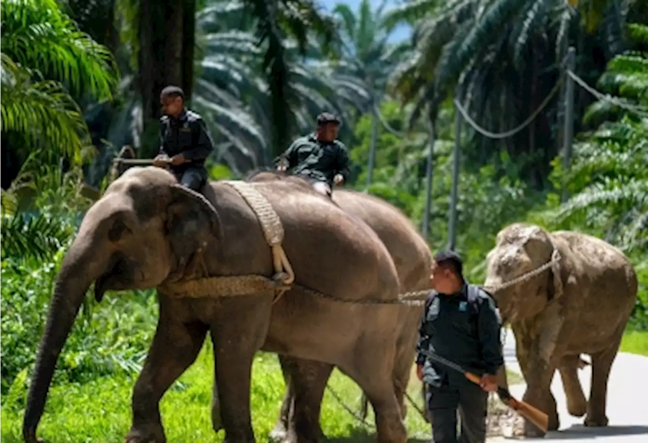 Perhilitan captures wild elephant near Orang Asli settlement in Perak, to release back to wild