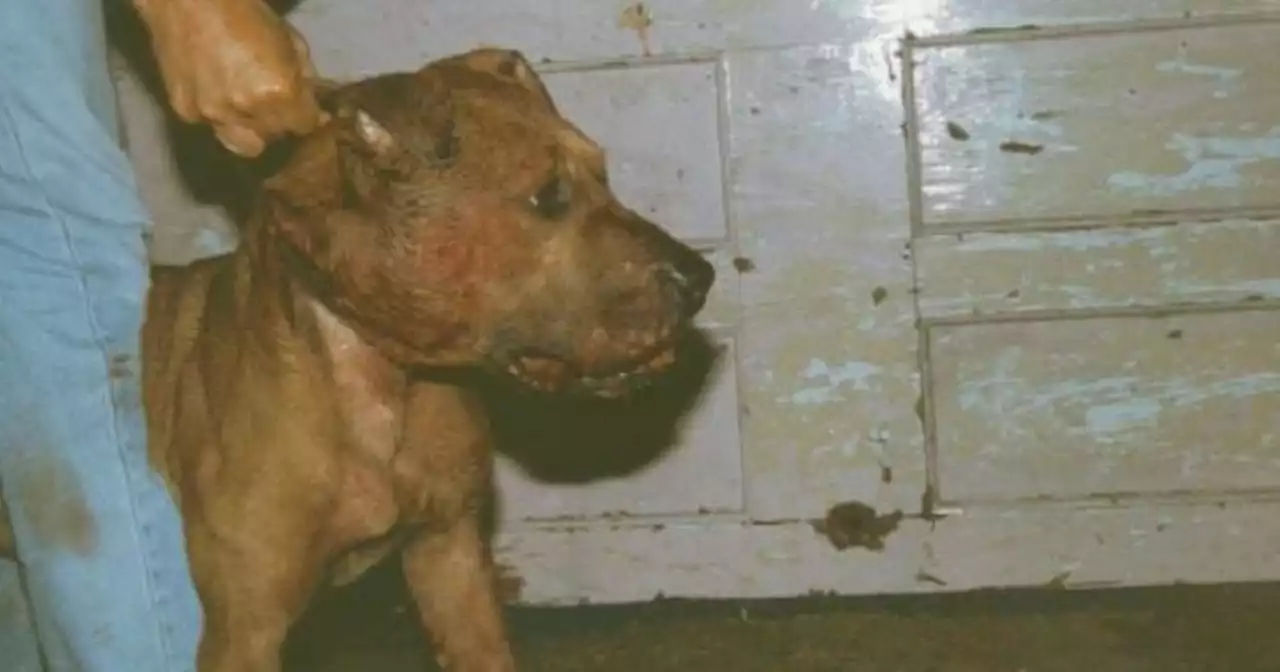 Banned almost 200 years ago, dog fighting is 'still rife' in Greater Manchester