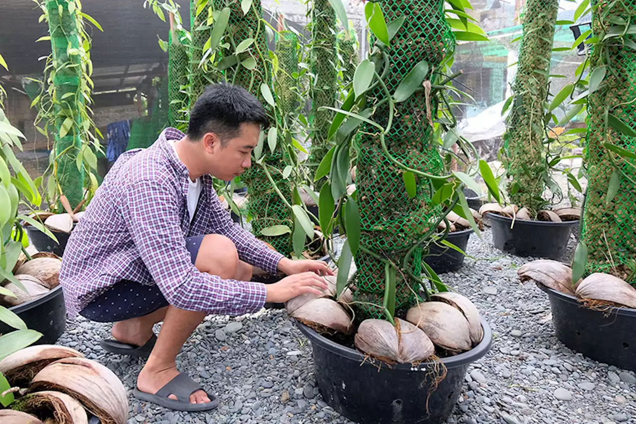 Leap of faith: ex-OFW pioneers vanilla farming in Sarangani