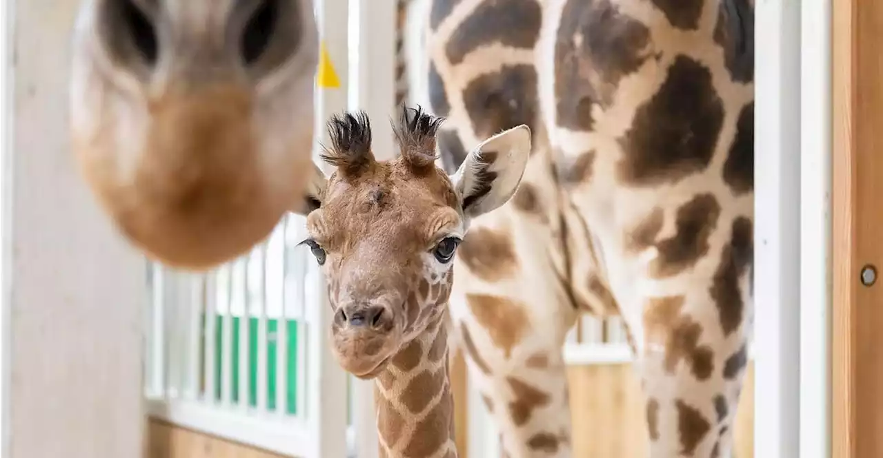 Nachwuchs im Tiergarten Schönbrunn bleibt künftig namenlos