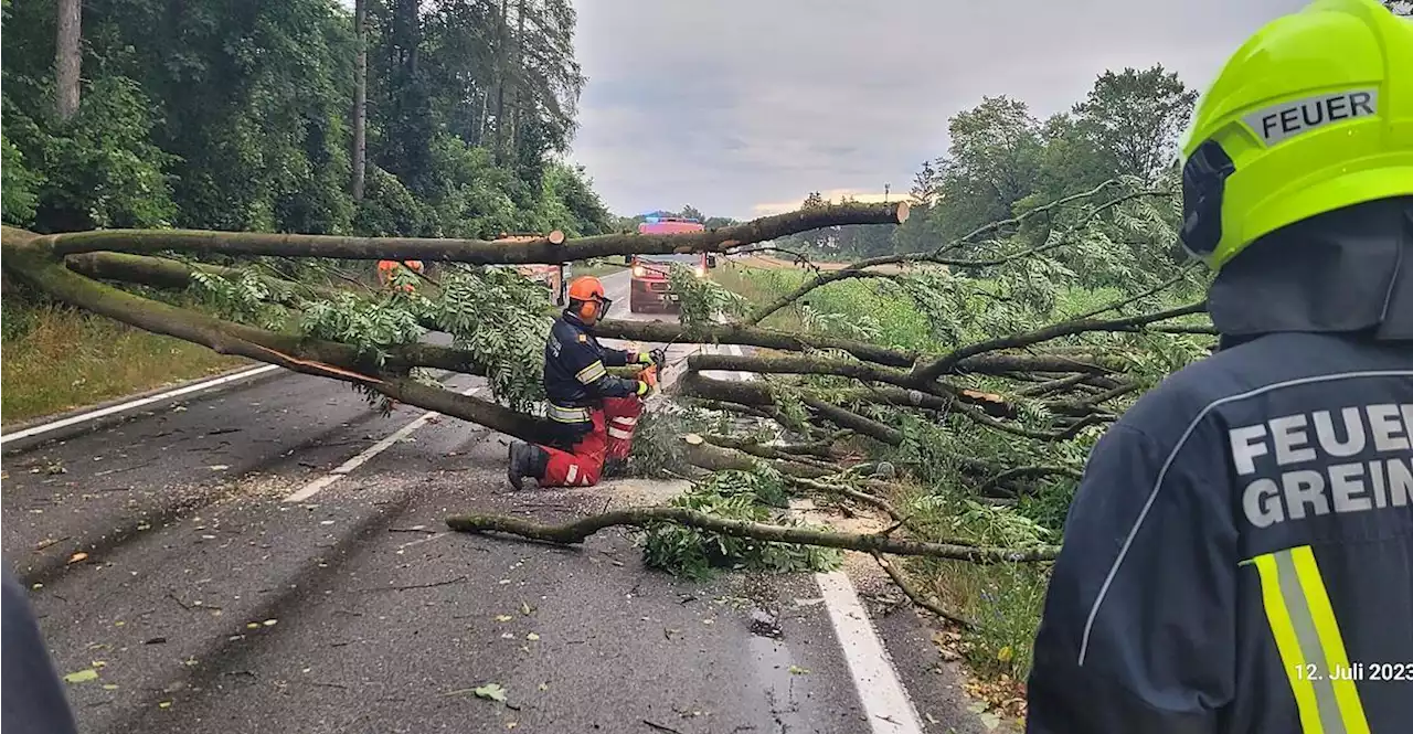 Unwetter: Motorradfahrer durch umgestürzten Baum verletzt