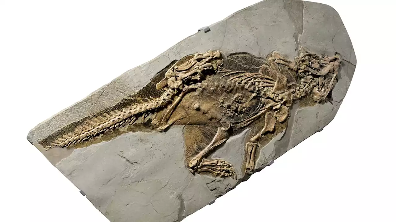 A dinosaur ‘belly button’? This 130 million-year-old fossil reveals that—and more