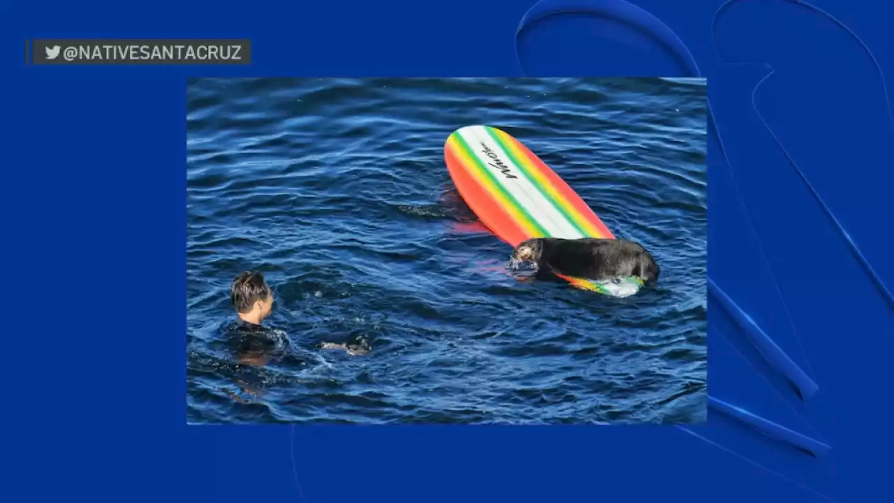 Wildlife agents attempt to capture sea otter seen interacting with Santa Cruz surfers