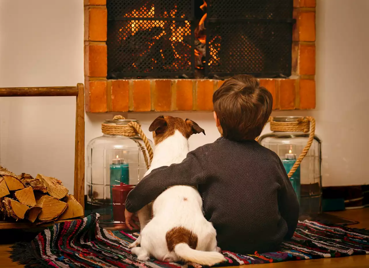 Doggy day care? Here’s how to keep you kids and you dog safe at home