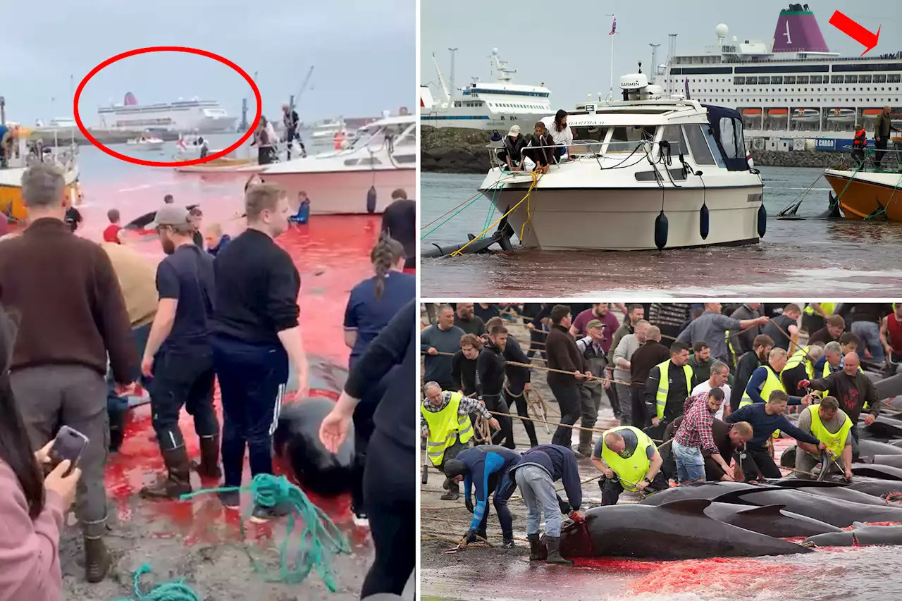 Ship passengers traumatized as 78 dolphins killed in whaling tradition