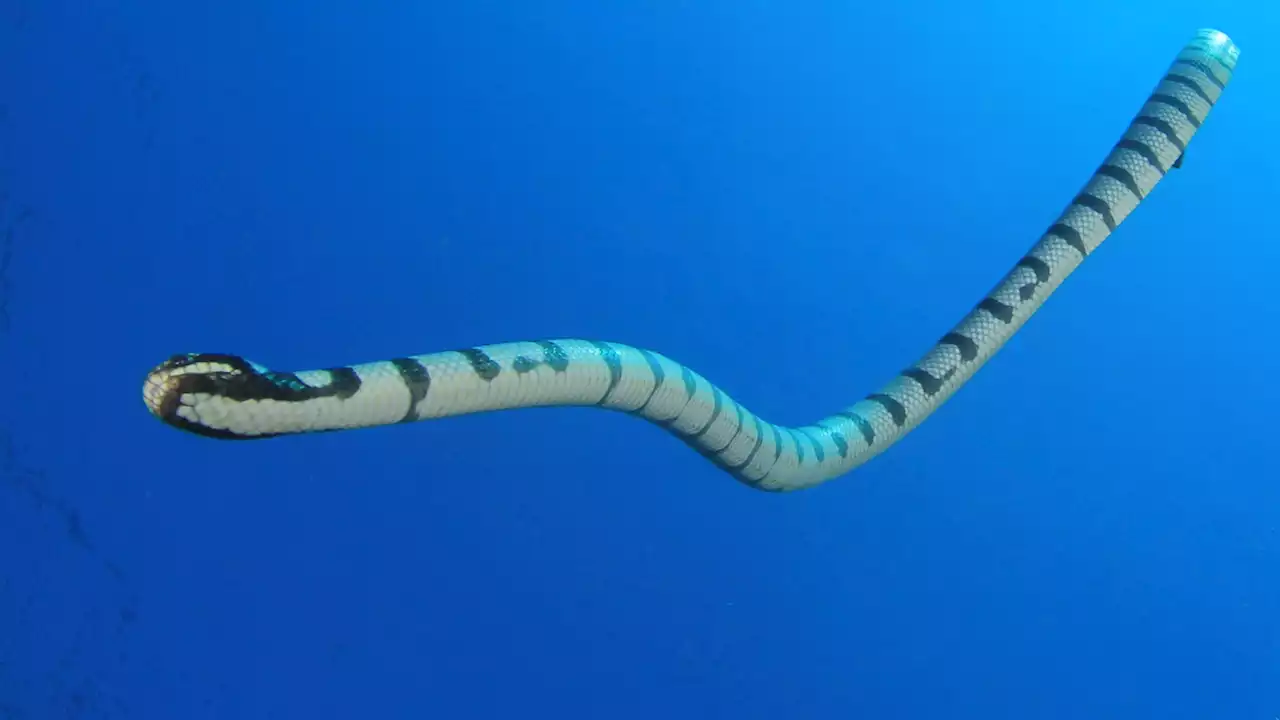 Some sea snakes may not be colorblind after all