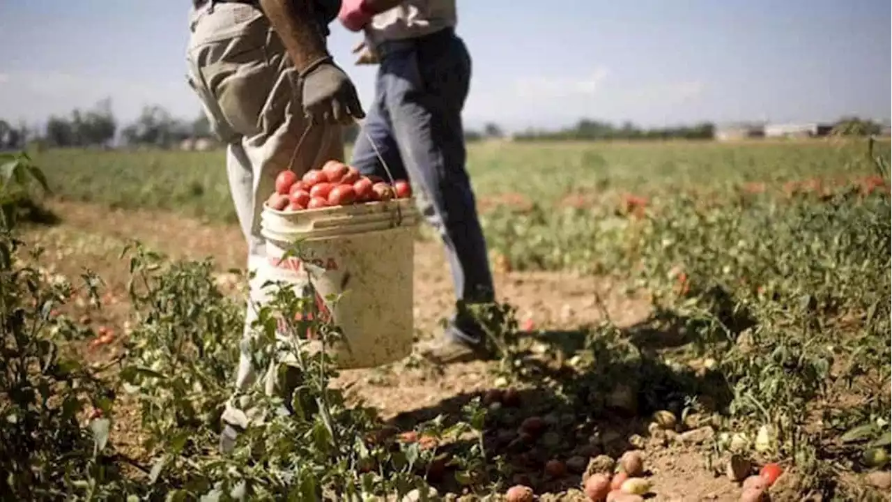 Emergenza caldo in Calabria, Occhiuto: “Vietato lavorare nei campi”