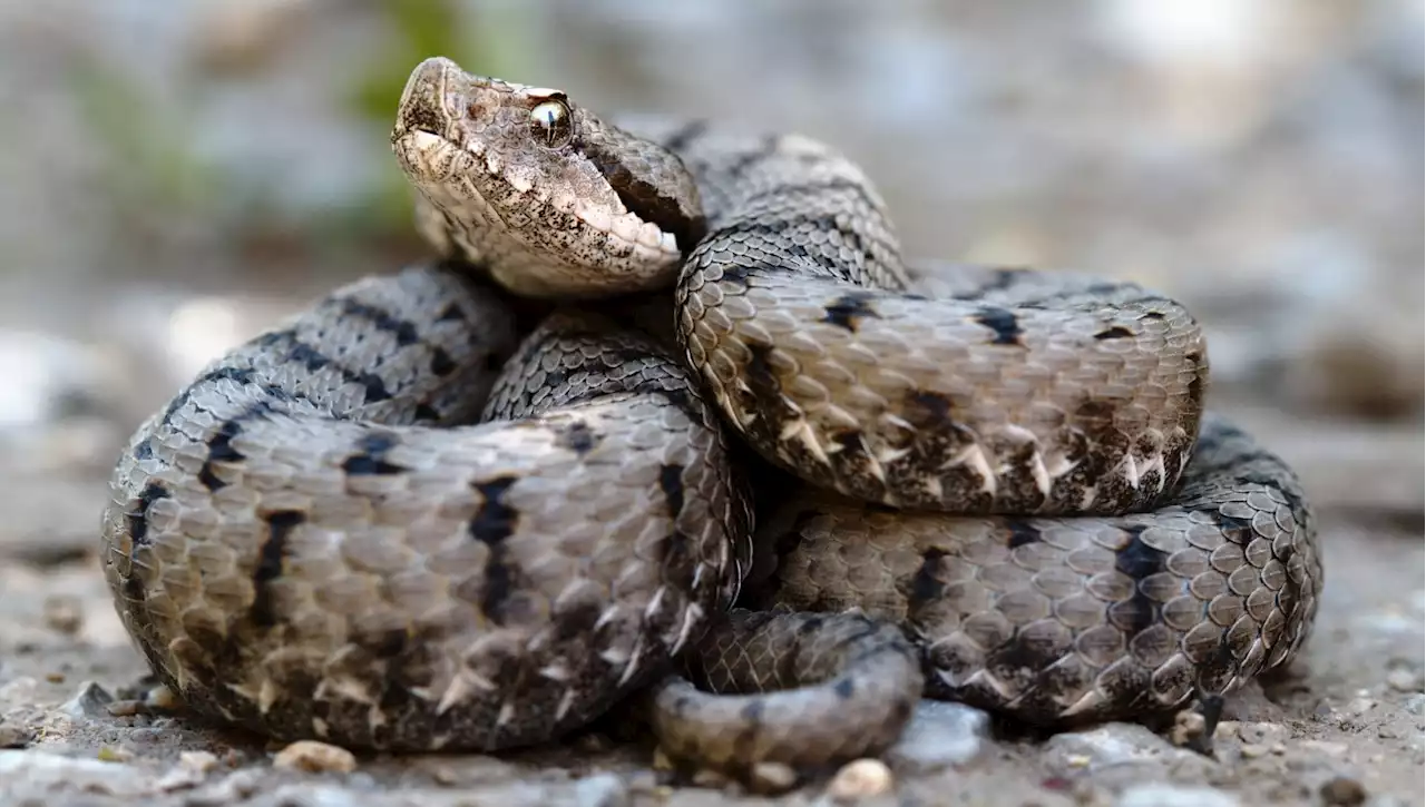 Morso di vipera: quali sono i rischi e cosa bisogna fare