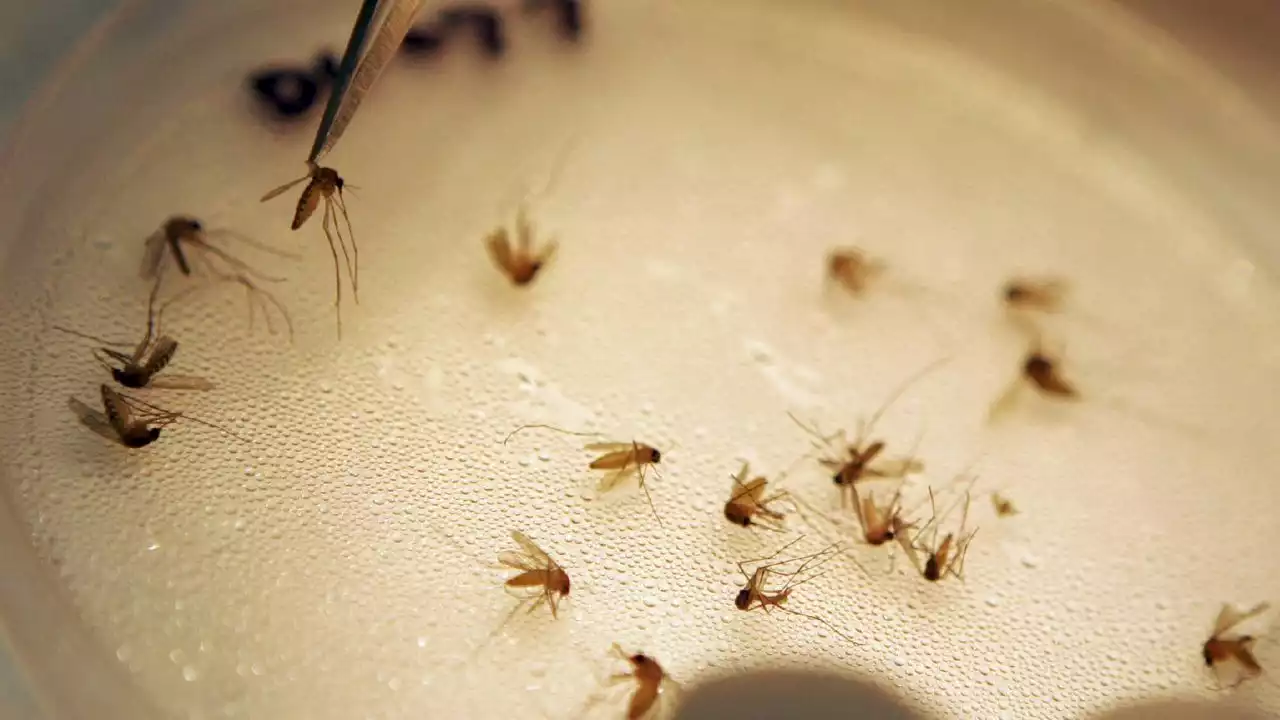 Texas’ first West Nile virus case of 2023 confirmed in Dallas County