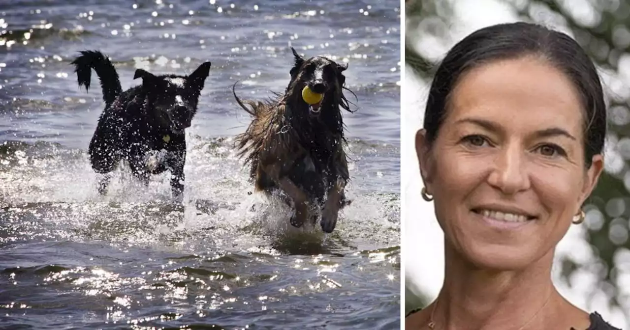 Så räddar du hunden från sommarplågorna