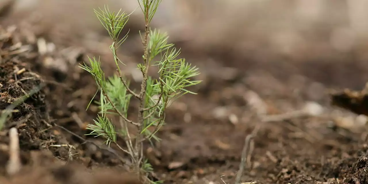 Umweltschutz im EU-Parlament: Ein Unentschieden für die Natur