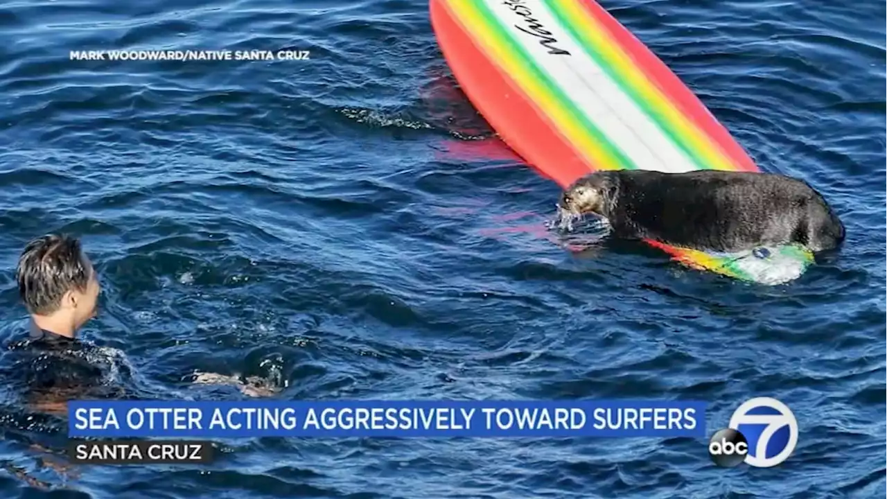 Wildlife Officials Seek Aggressive Sea Otter Stealing Surfers’ Boards