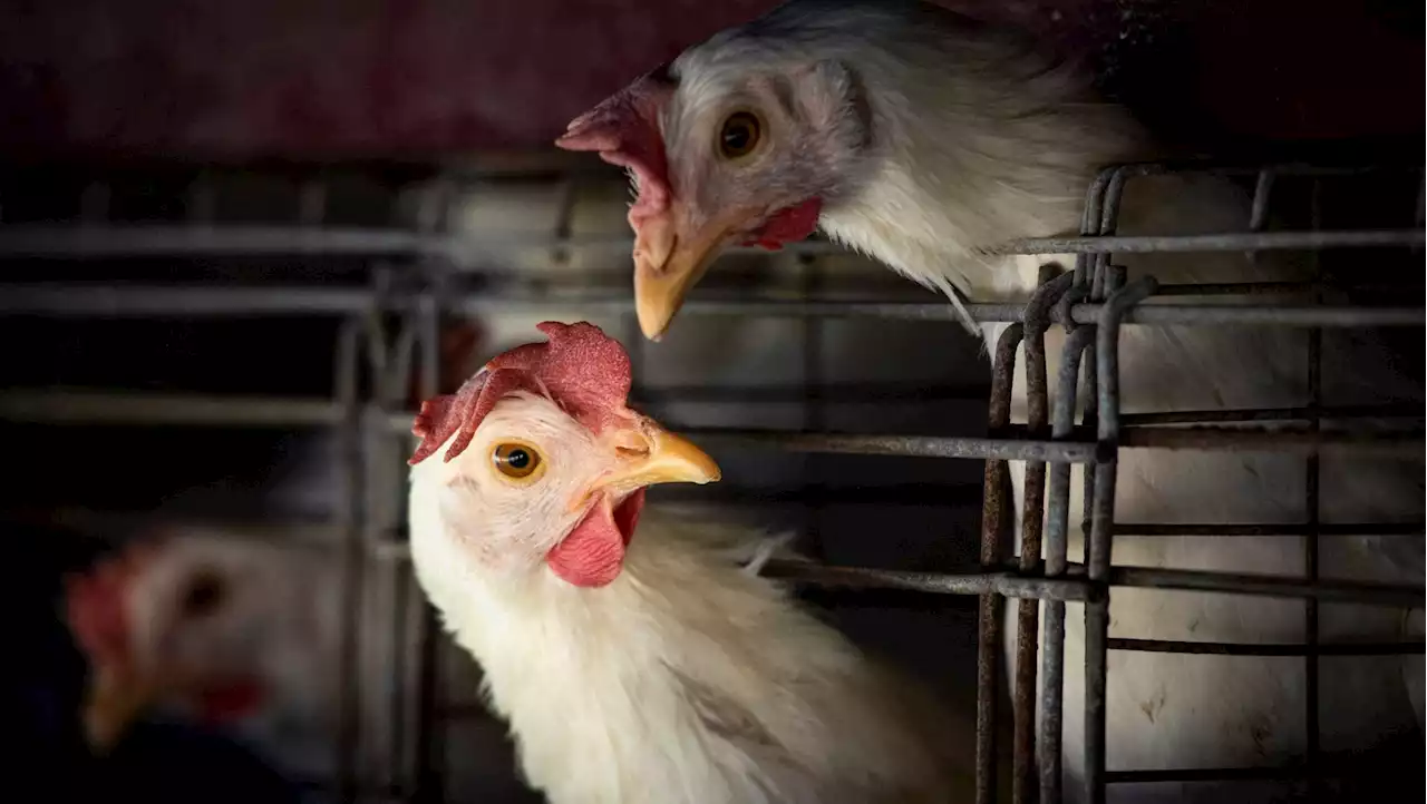 Bird flu risk to humans is increasing amid 'alarming rise' in mammal cases, warns WHO