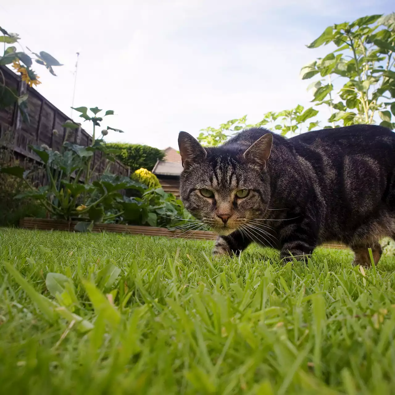 Mrs Hinch fan swears a budget B&M toy will keep unwanted cats out of your garden