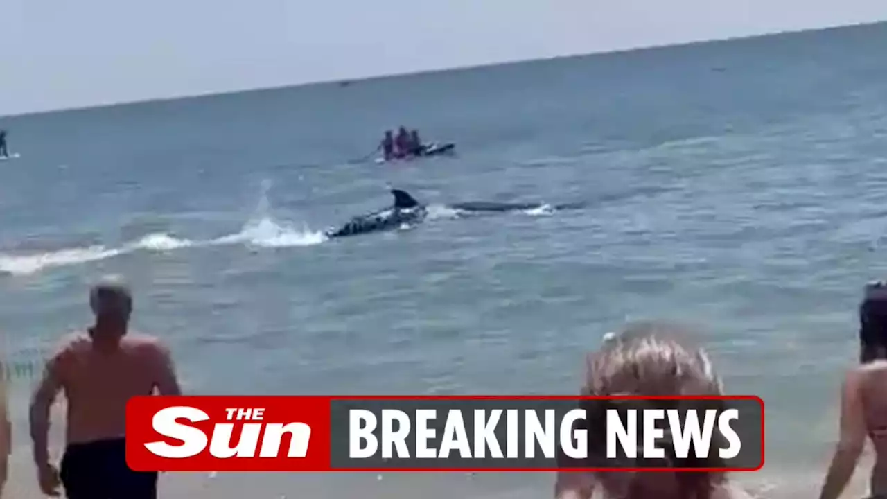 Moment terrified beachgoers flee ‘shark’ as fin cuts through water in Spain