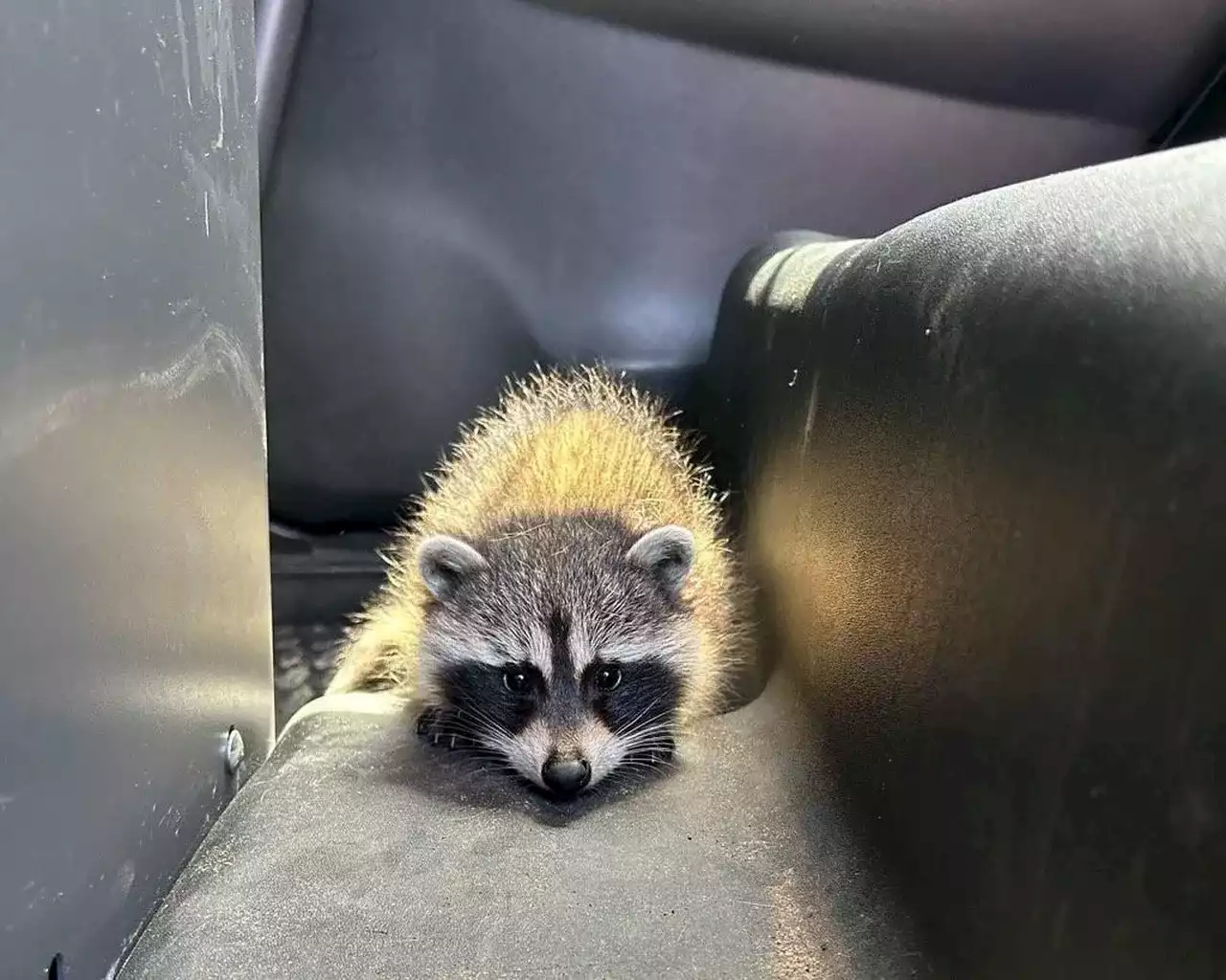 Ontario police arrest suspected impaired driver with baby raccoon in car