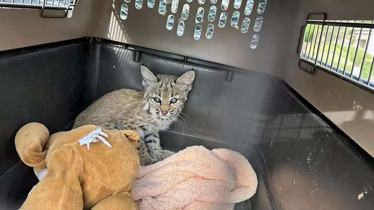 Bobcat kitten reunited with mom after being found in Scottsdale attic