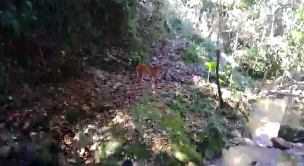 Video: Temor en Piedecuesta por un puma que está cazando animales en zona rural