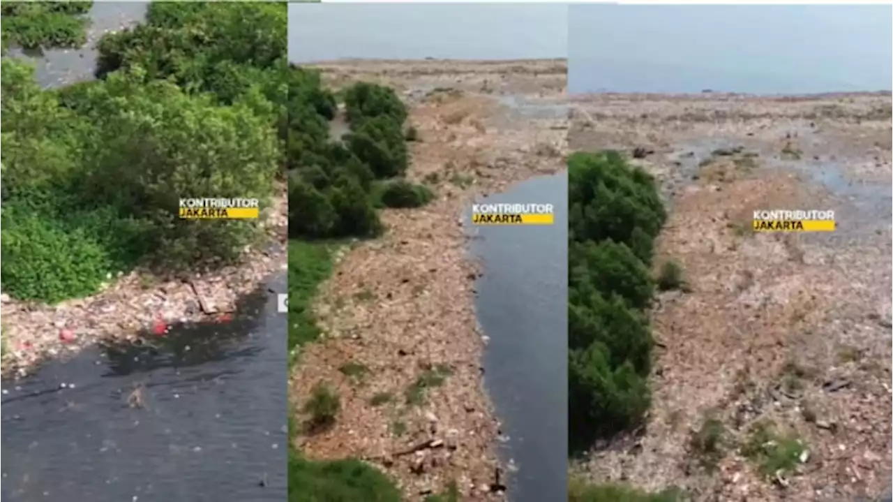 Viral Pantai Mangrove Muara Angke Penuh dengan Sampah