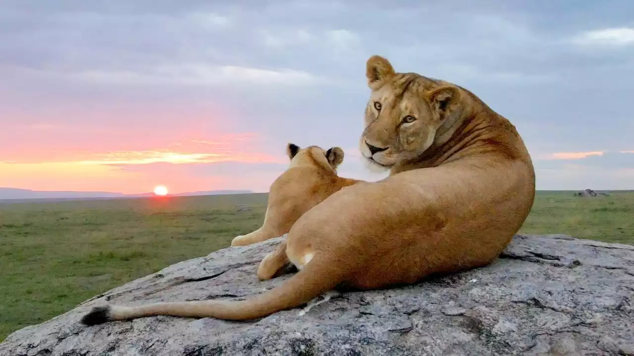 Serengeti - Fels der Löwen