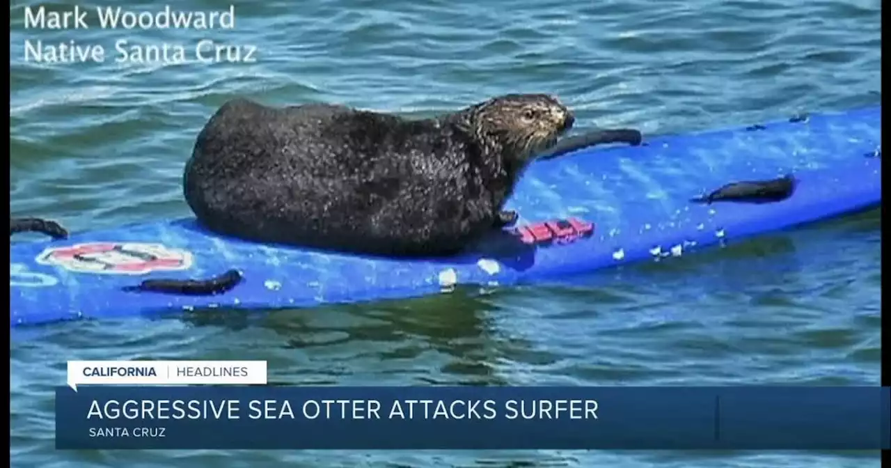 Experts look to capture aggressive sea otter following several incidents with surfers