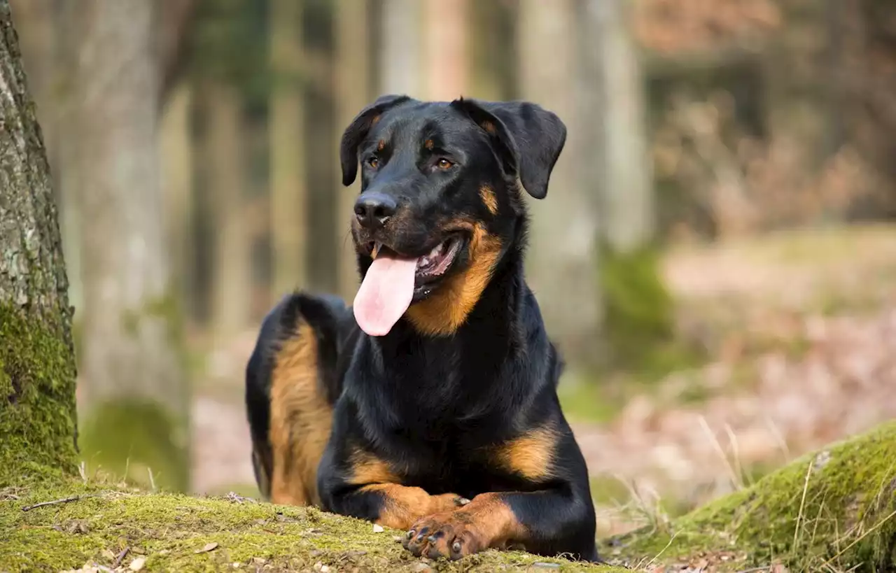 Deux femmes et leurs enfants attaqués par un chien près de Rennes