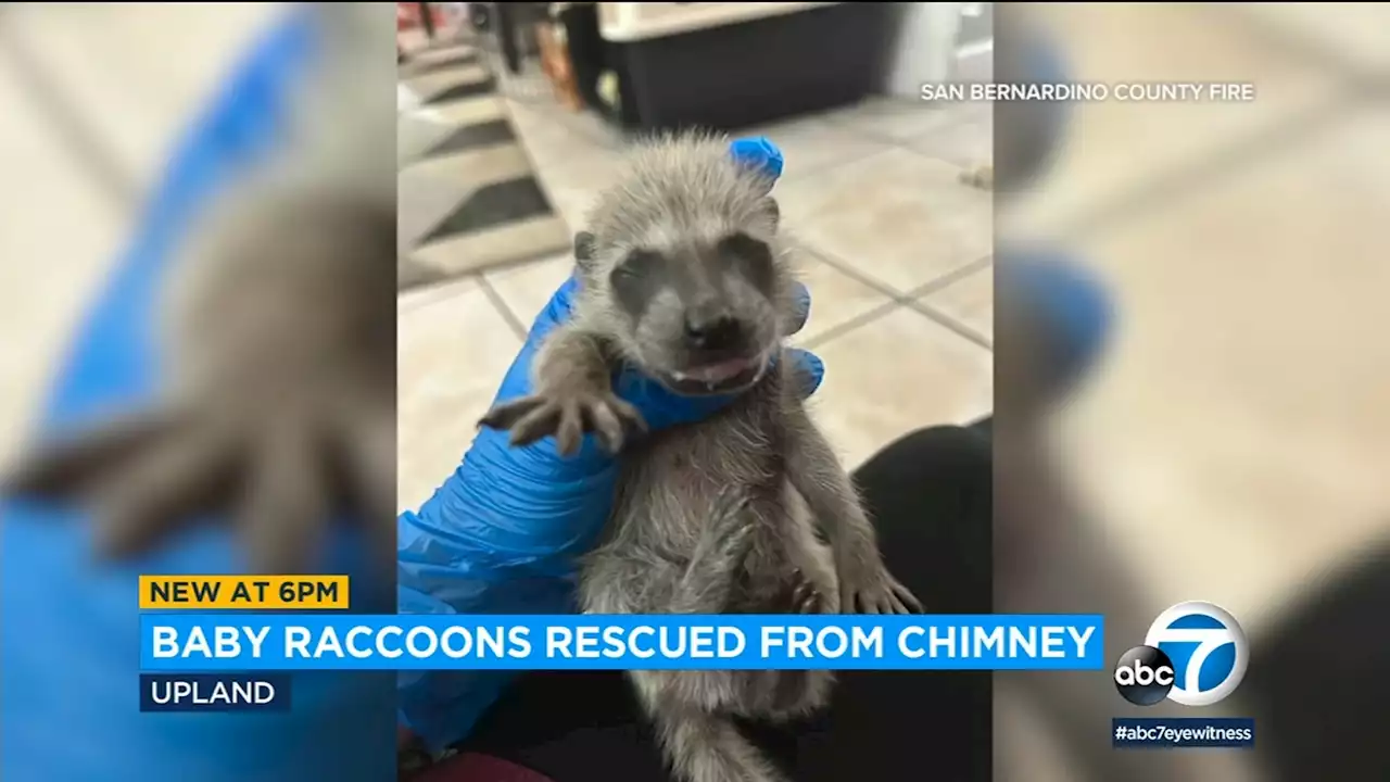 Firemen rescue baby raccoons from chimney of San Bernardino home