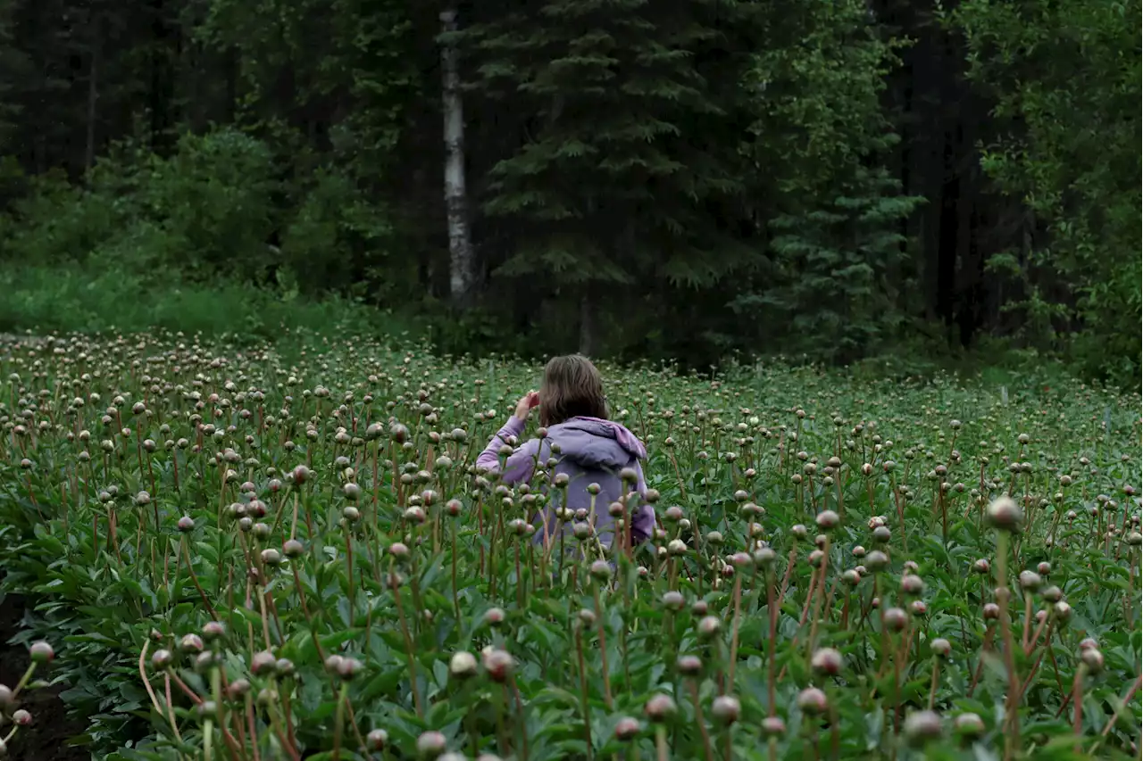 Cold, wet weather delays lucrative peony harvest in Southcentral Alaska