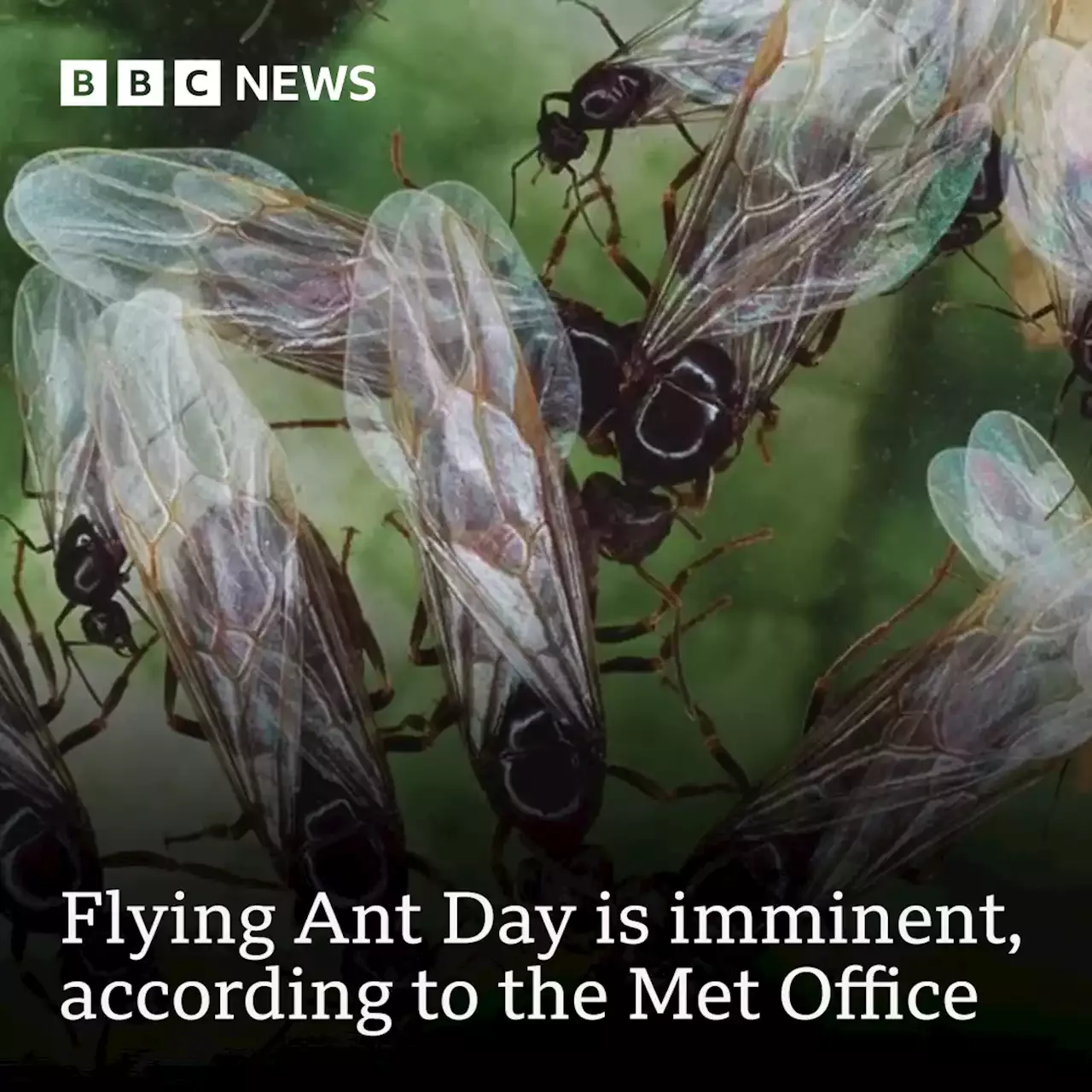 Flying Ant Day What is it and why does it happen?