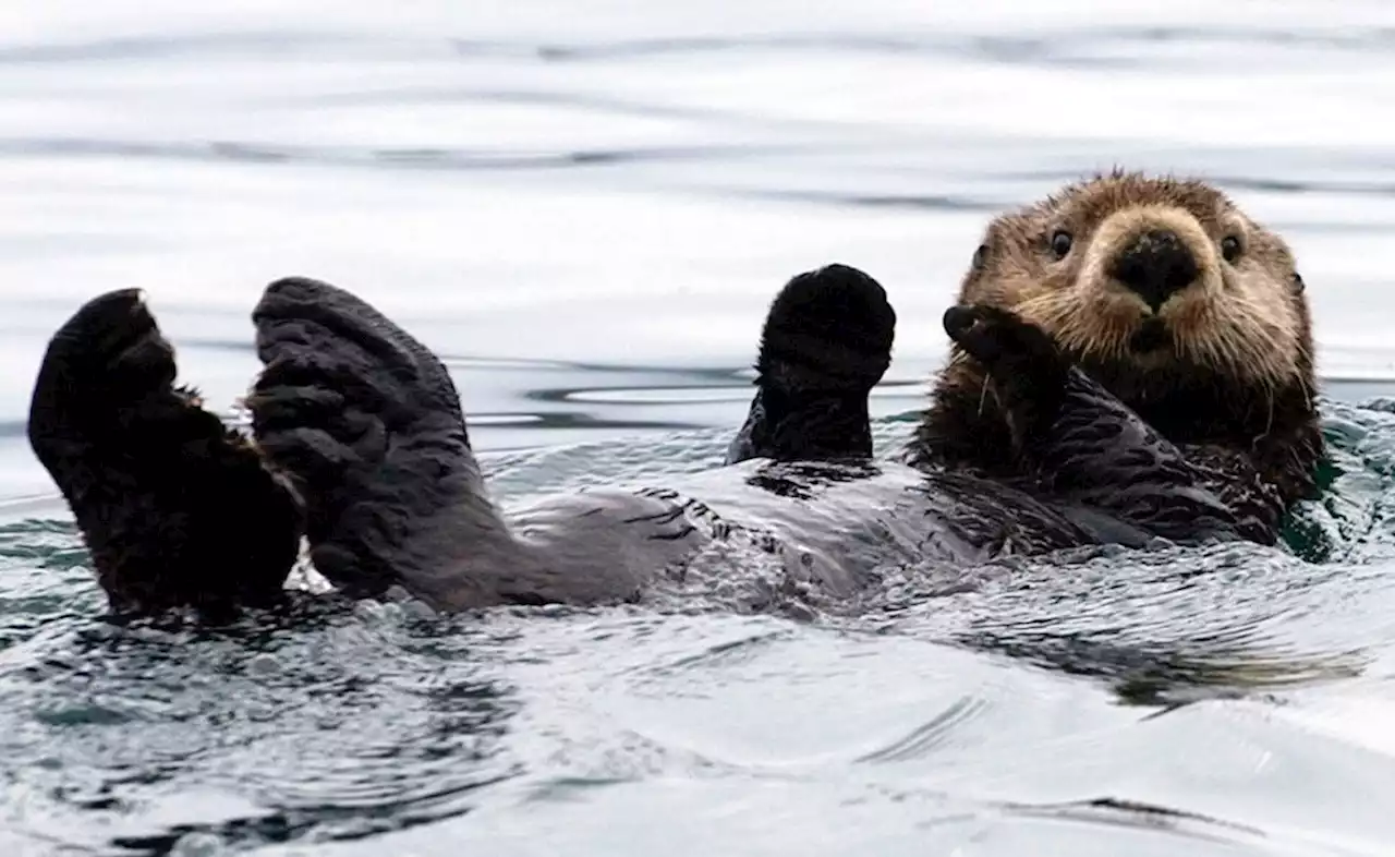 Meerotter-Weibchen terrorisiert Surfer in Kalifornien