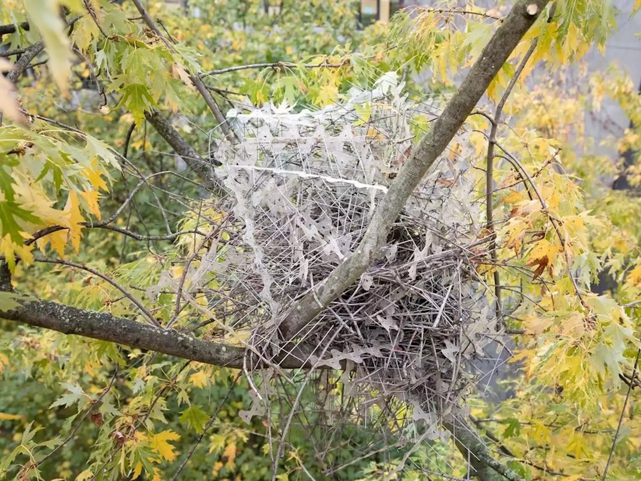 Birds using anti-bird spikes to fortify nests in 'perfect comeback'