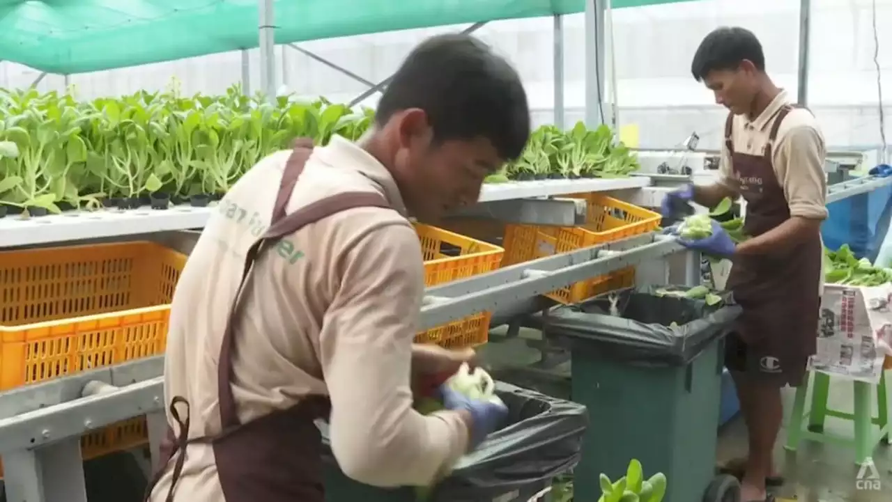 Unsold greens a persistent issue for Singapore's vegetable farms; businesses urge support for local produce