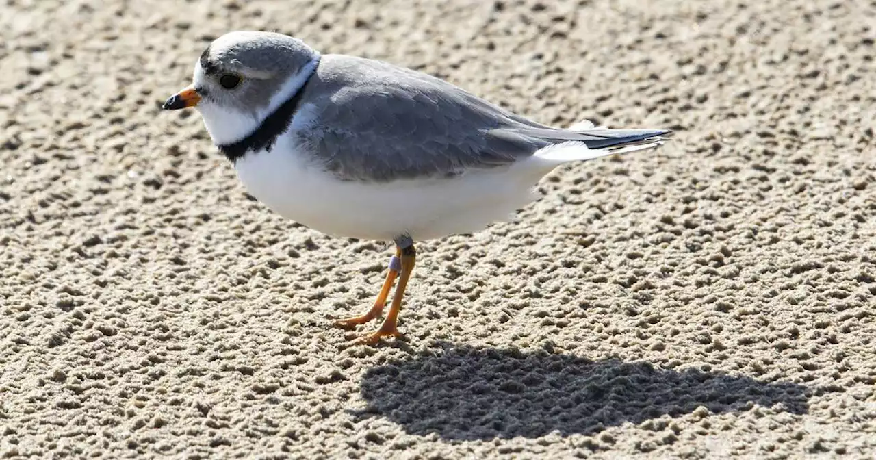 3 piping plover chicks released at Montrose Beach Wednesday