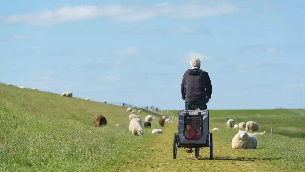 Schäfer bitten Urlauber um Unterstützung: „Schubst Schafe“