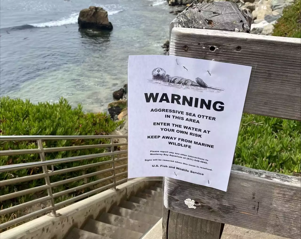 A sea otter is harassing surfers off California coast, taking their boards