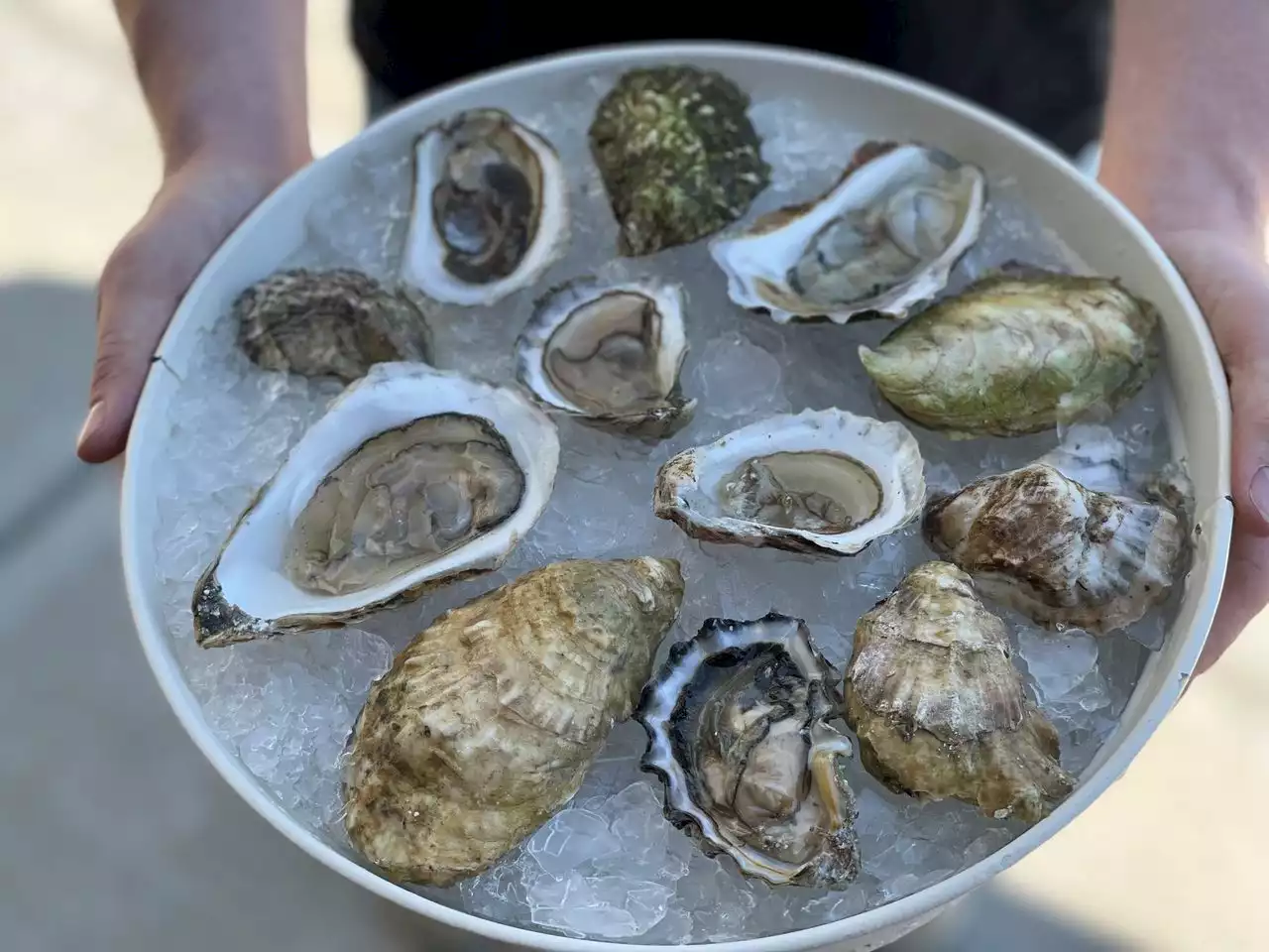 Oyster Olympiad diners to decide what oysters are best